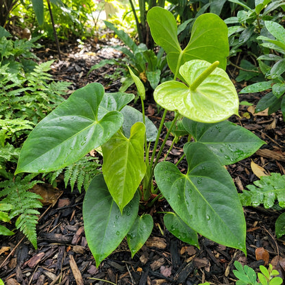 Green Anthurium Flower Seeds for Planting - Exotic Perennial Blooms