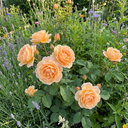 Samen der hellorangen Rosenblume für einfaches Pflanzen