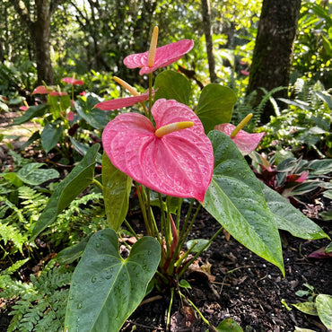 Plant Pink Anthurium Seeds - Exotic Flower Seeds for Lush Growth