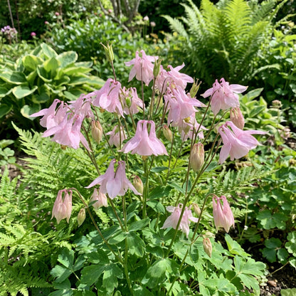 Light Pink Aquilegia Flower Seeds for Easy Planting