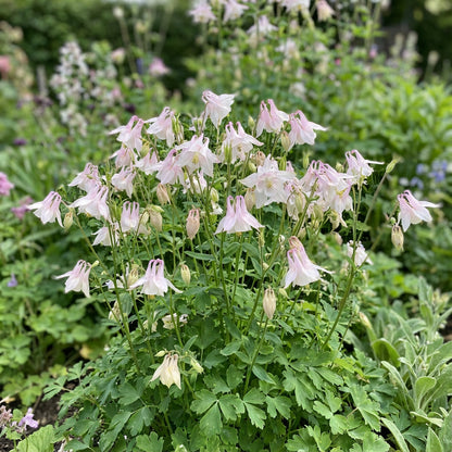 Light Pink Aquilegia Flower Seeds for Easy Planting