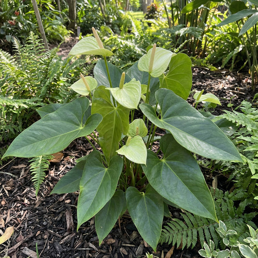 Pista Green Anthurium Flower Seeds for Planting - Embrace Exotic Beauty