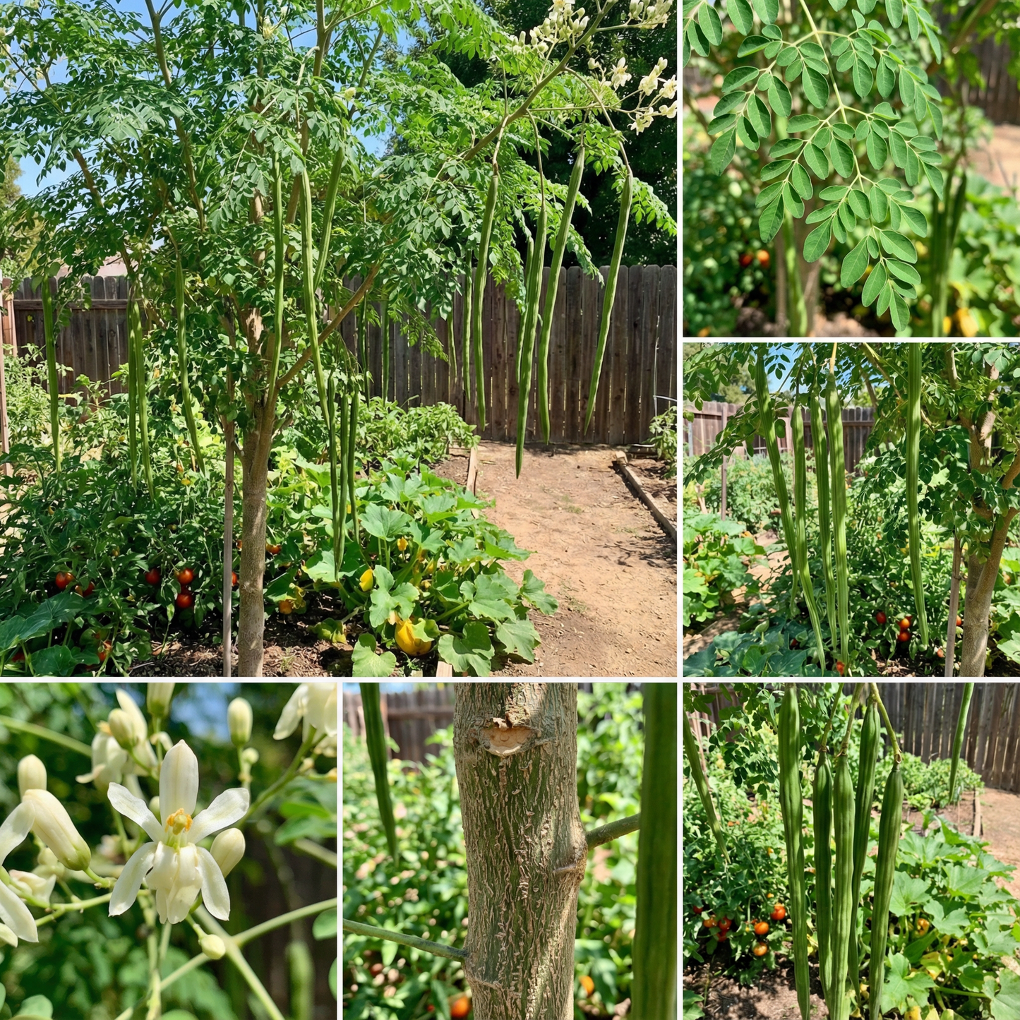 Moringa Moringa oleifera Vegetable Seeds for Planting in Vegetable Patch and Garden