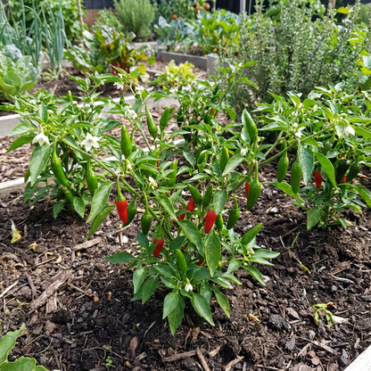 Ajito Pepper Capsicum spp Vegetable Seeds for Planting in Vegetable Patch and Garden