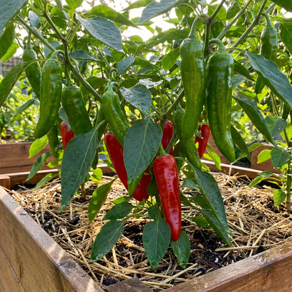 Ajito Pepper Capsicum spp Vegetable Seeds for Planting in Vegetable Patch and Garden