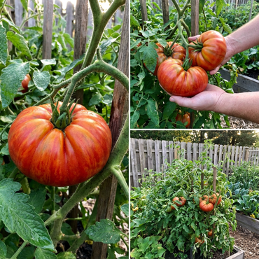 Giant Heirloom Tomato Seeds