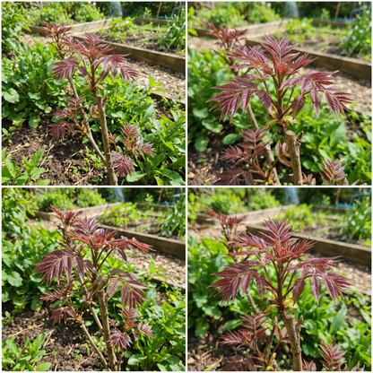 Chinese Toon Toona Sinensis Vegetable Seeds