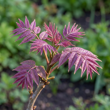 Chinese Toon Toona Sinensis Vegetable Seeds