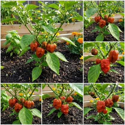 Chimayo Heirloom Pepper Seeds