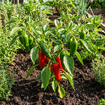 Chili Pepper Capsicum Annuum Seeds