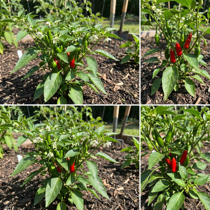 Chili Pepper Capsicum Annuum Seeds