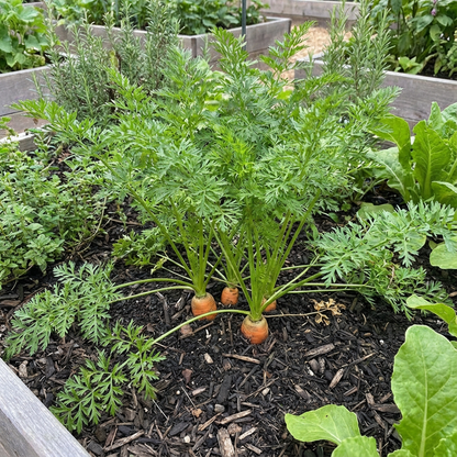 Carrot Daucus Carota Vegetable Seeds