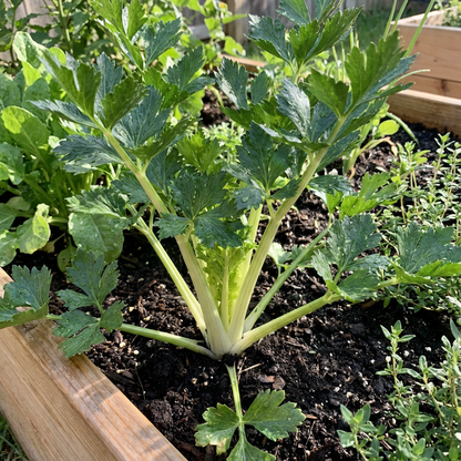 Celery Apium Graveolens Vegetable Seeds