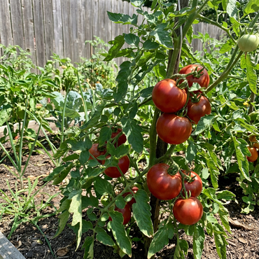 Abe Lincoln Heirloom Tomato Seeds
