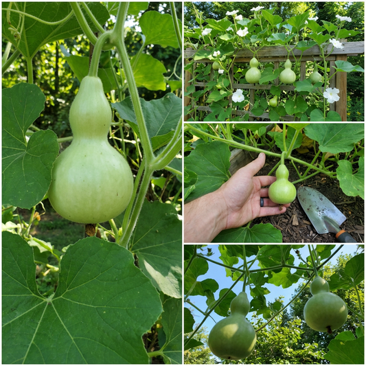 Bottle Gourd Lagenaria Siceraria Seeds