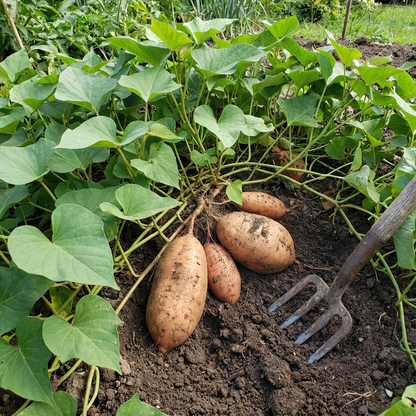 Giant Sweet Potato Ipomoea Batatas Seeds