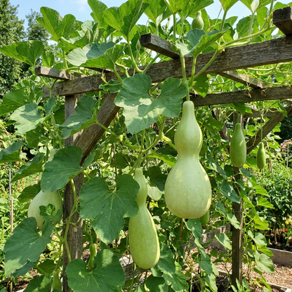 Bottle Gourd Lagenaria siceraria Vegetable Seeds