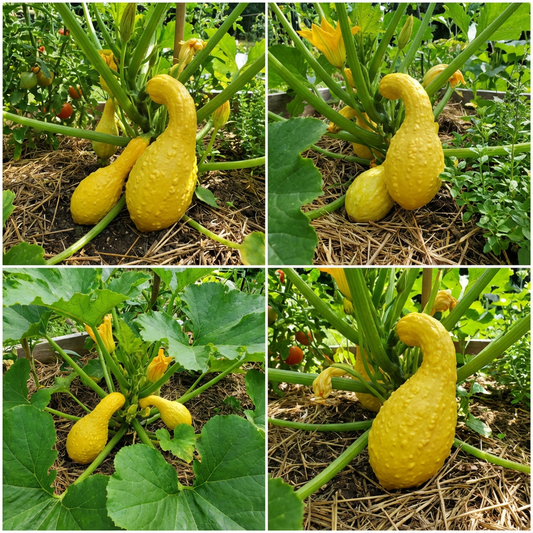 Summer Crookneck Yellow Squash Seeds for Planting