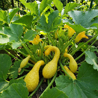 Summer Crookneck Yellow Squash Seeds for Planting