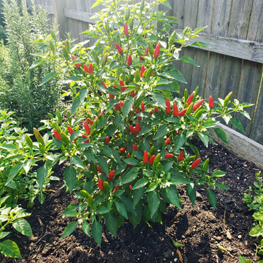 Thai Sun Hot Pepper Capsicum annuum Seeds