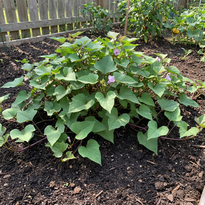 Sweet Potato Ipomoea batatas Plant Seeds