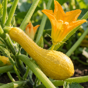 Summer Squash Cucurbita pepo Seeds for Planting