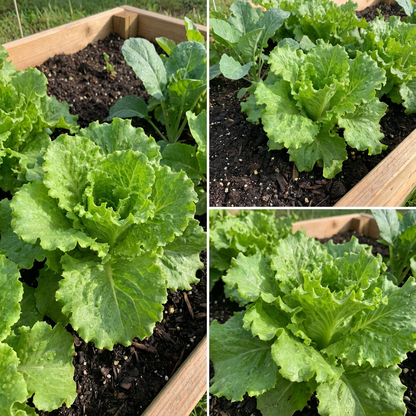 Slobolt Lettuce Salad Greens Vegetable Seeds