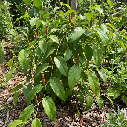 Long Pepper Piper longum Vegetable Seeds for Planting