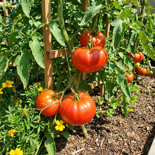 Large Tomato Seeds for Planting Solanum Lycopersicum vegetable patch kitchen garden