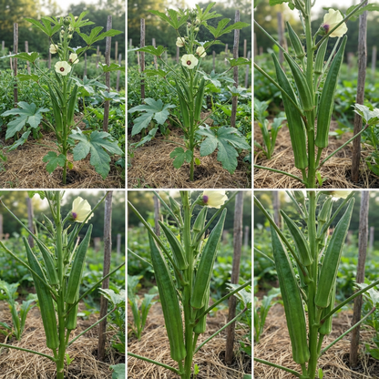 Giant Okra Seeds for Planting Abelmoschus Esculentus vegetable patch urban garden