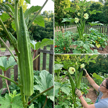 Giant Okra Seeds for Planting Abelmoschus Esculentus vegetable patch urban garden