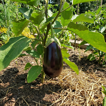 Diamond Eggplant Seeds for Planting Solanum Melongena vegetable patch balcony garden