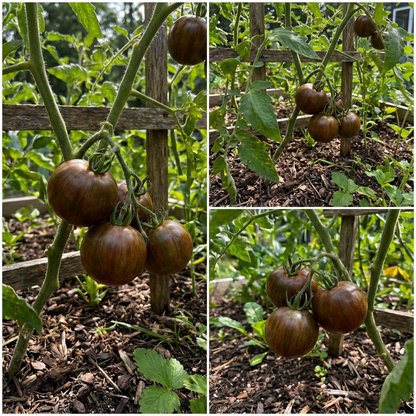 Chocolate Tomato Seeds for Planting Solanum Lycopersicum urban garden gourmet patch