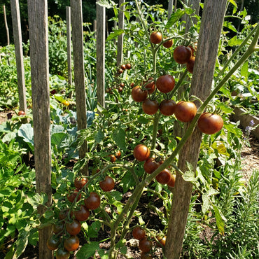 Chocolate Tomato Seeds for Planting Solanum Lycopersicum urban garden gourmet patch