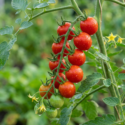 Cherry Tomato Seeds for Planting Solanum Lycopersicum balcony garden kitchen patch