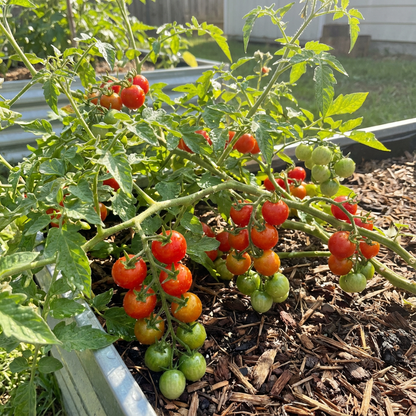 Cherry Tomato Seeds for Planting Solanum Lycopersicum balcony garden kitchen patch