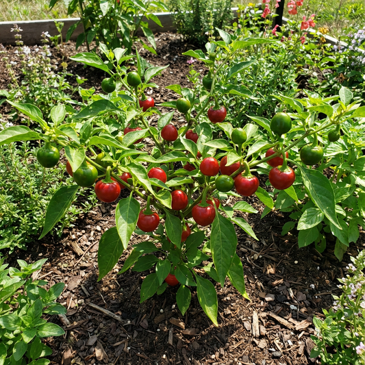 Cherry Pepper Seeds for Planting Capsicum Annuum patio garden spice corner