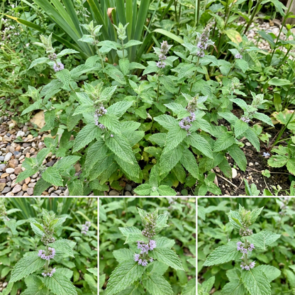 Wild Mint Seeds for Planting Mentha Arvensis herb garden shaded corner