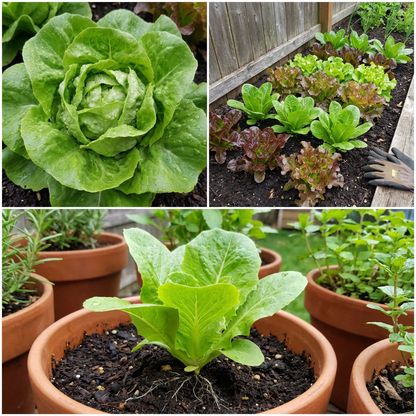 Lettuce Seeds for Planting Lactuca Sativa vegetable patch home garden