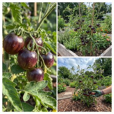 Rosella Tomato Seeds for Planting Solanum Lycopersicum vegetable patch balcony garden