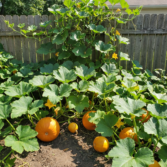 Pumpkin Seeds for Planting Cucurbita Pepo vegetable patch seasonal garden