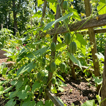 Melothria Scabra Melothria scabra Fruit Seeds for Planting for Urban Garden