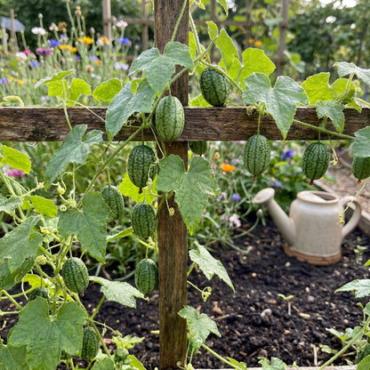 Melothria Scabra Melothria scabra Fruit Seeds for Planting for Urban Garden