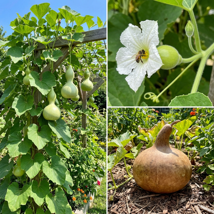 Lagenaria Pumpkin Lagenaria siceraria Plant Seeds for Planting for Vegetable Patch