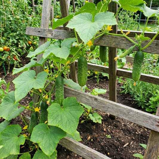 Cucumber Cucumis sativus Vegetable Seeds for Planting for Vegetable Patch