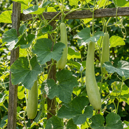 Calabash Long Squash Lagenaria siceraria Seeds for Planting for Vegetable Patch