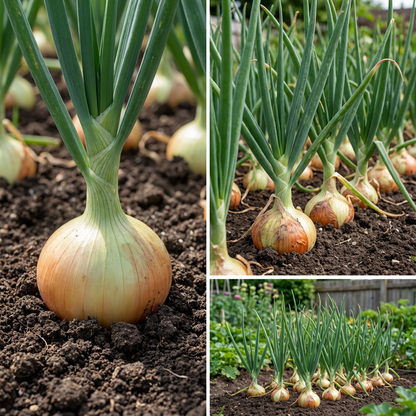 Ailsa Craig Onion Allium cepa Seeds for Planting for Vegetable Patch