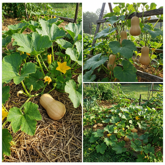 Peanut Squash Cucurbita pepo Seeds for Planting for Vegetable Patch