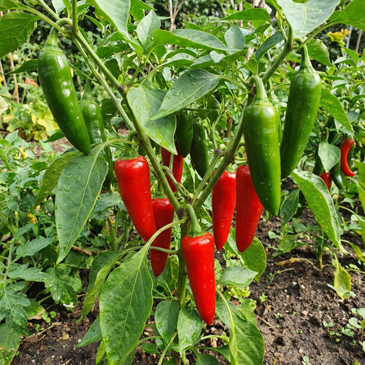 Pepper Capsicum annuum Seeds for Planting for Home Garden