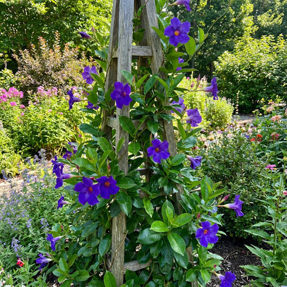 Blue Climbing Vine Seeds - Mandevilla Sanderi for Planting